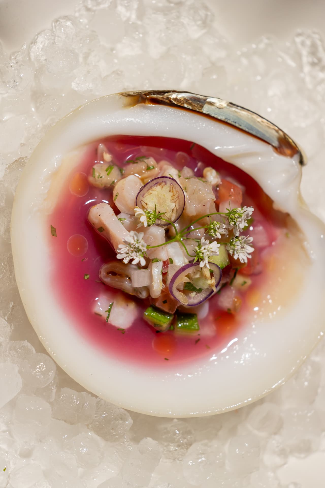 Clam ceviche on ice at Loreto